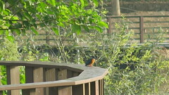 Alcedo atthis bengalensis