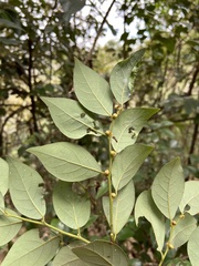 Lindera akoensis