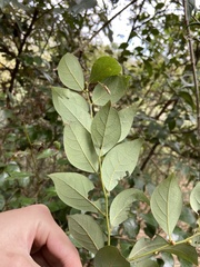 Lindera akoensis