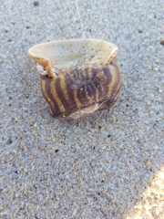 Calliactis parasitica