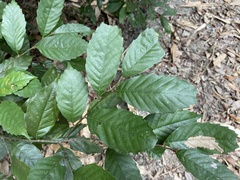 Castanopsis formosana