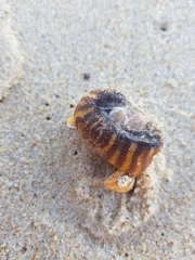 Calliactis parasitica