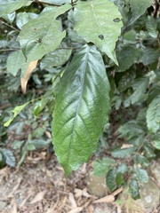 Castanopsis formosana