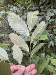 Castanopsis formosana