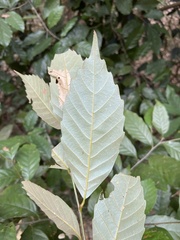 Castanopsis formosana