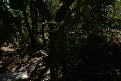 Cussonia transvaalensis