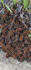 Lepidoptera