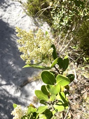 Olea capensis capensis
