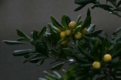 Pittosporum tobira