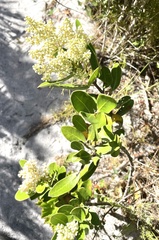 Olea capensis capensis