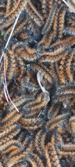 Lepidoptera