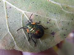 Pachycoris