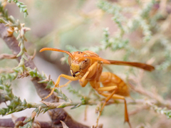 Polistes wattii