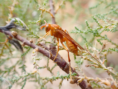 Polistes wattii