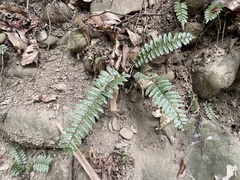 Bolbitis rhizophylla