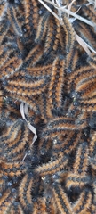 Lepidoptera