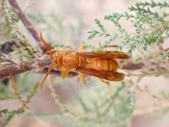 Polistes wattii