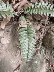 Bolbitis rhizophylla