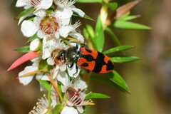 Castiarina delectabilis