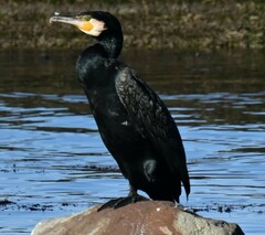 Phalacrocorax carbo hanedae