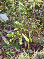 Exocarpos neocaledonicus