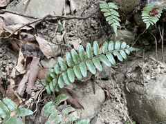 Bolbitis rhizophylla