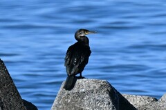 Phalacrocorax capillatus