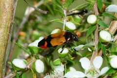 Castiarina brutella