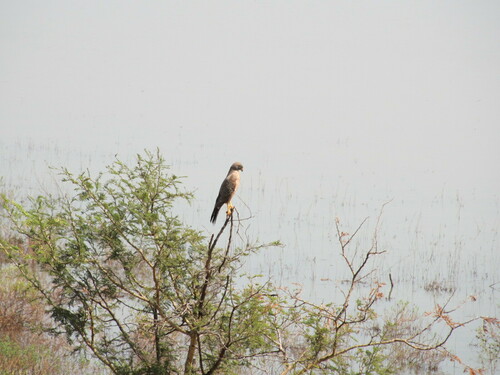 Grasshopper Buzzard