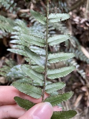 Bolbitis rhizophylla