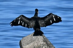 Phalacrocorax carbo hanedae