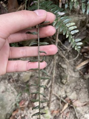 Bolbitis rhizophylla