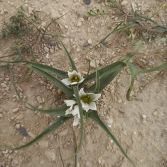 Colchicum palaestinum