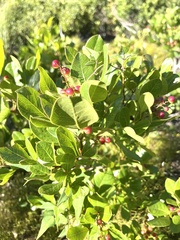 Searsia laevigata