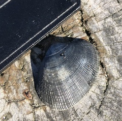 Ruditapes philippinarum