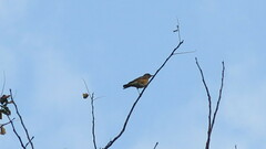 Turdus chrysolaus