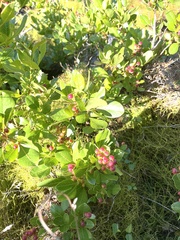 Searsia laevigata