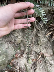 Bolbitis rhizophylla