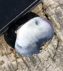 Ruditapes philippinarum