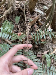 Bolbitis rhizophylla