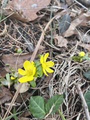 Eranthis hyemalis