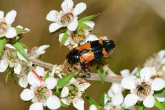 Castiarina pulchripes