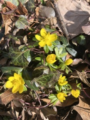 Eranthis hyemalis