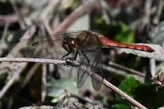 Sympetrum frequens