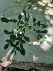 Cussonia transvaalensis