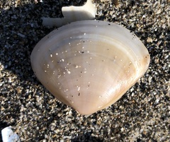 Mactra stultorum