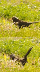 Turdus merula azorensis