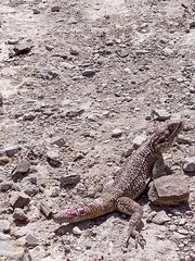 Acanthocercus atricollis