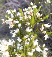 Erica lutea