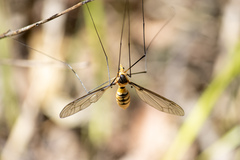 Leptotarsus clavatus